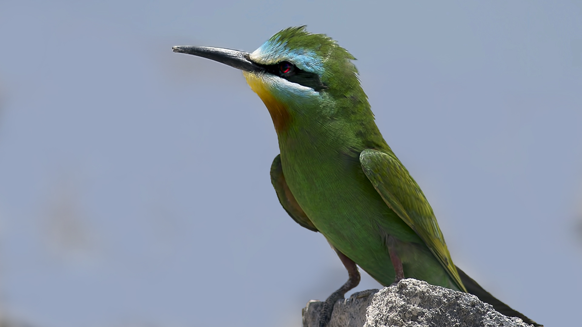 Blue-cheeked Bee-eater